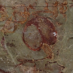 Phyllocystis blayaci