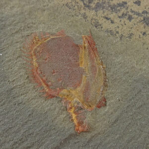 Chauvelicystis vizcainoi