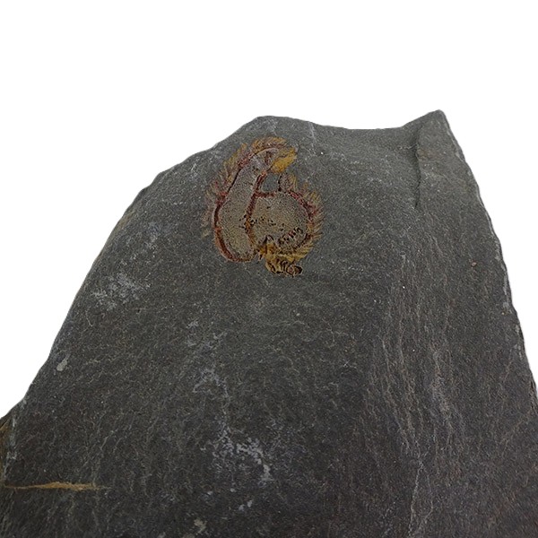 Chauvelicystis vizcainoi - Imagen 2