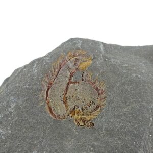 Chauvelicystis vizcainoi