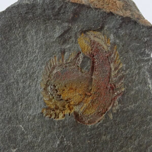 Chauvelicystis vizcainoi  VENDIDO