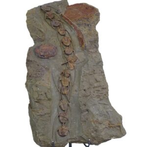 Amphyx priscus y Asaphellus aff. jujuanus