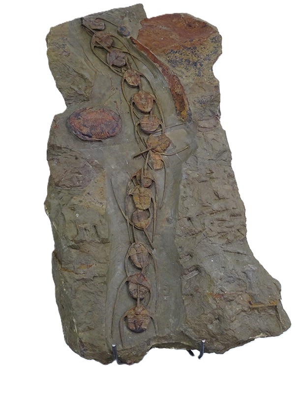 Amphyx priscus y Asaphellus aff. jujuanus - Imagen 2