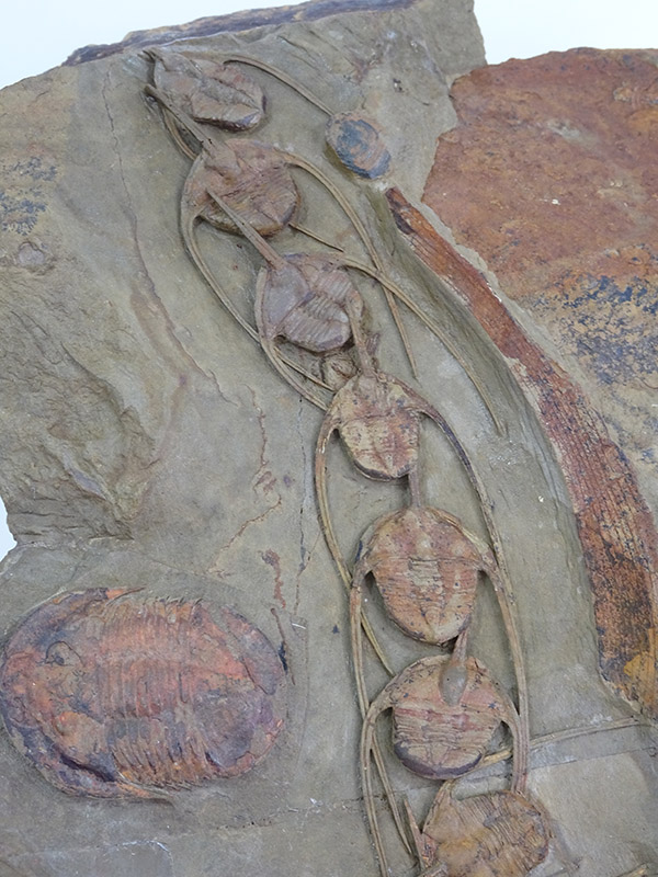 Amphyx priscus y Asaphellus aff. jujuanus - Imagen 3