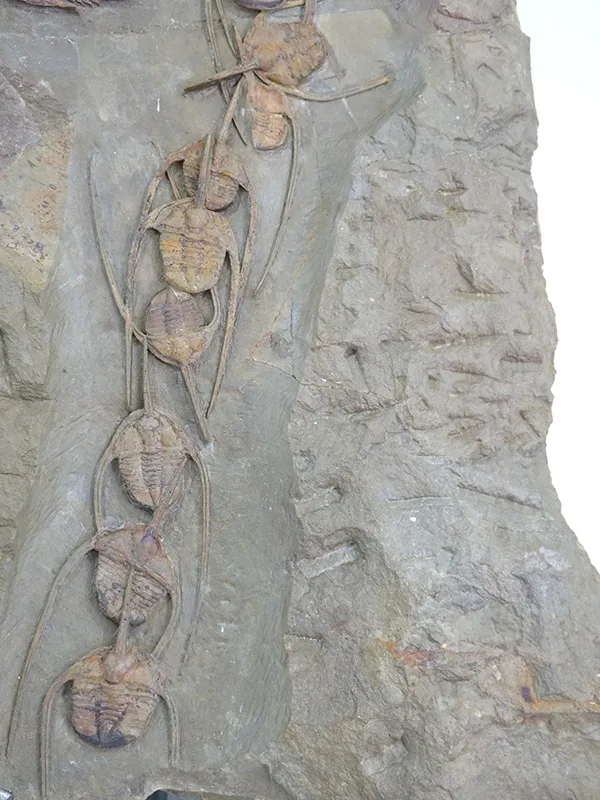 Amphyx priscus y Asaphellus aff. jujuanus - Imagen 4