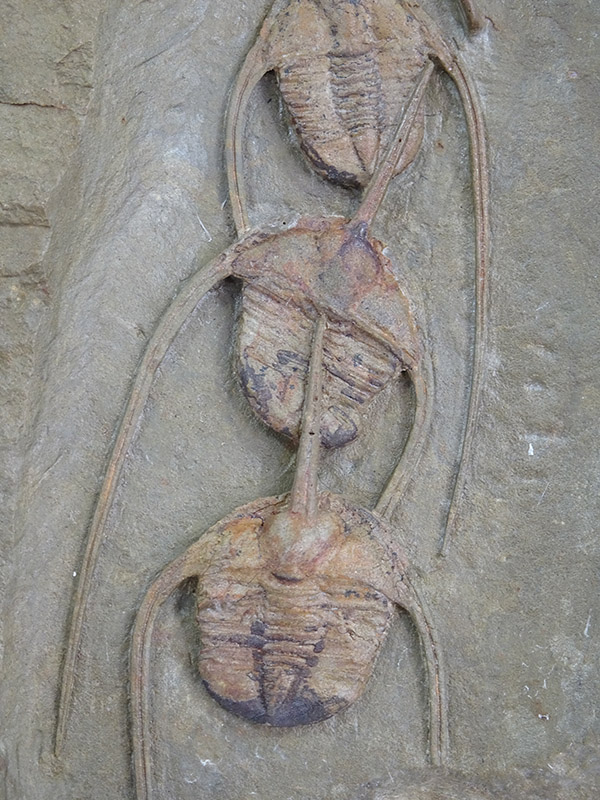 Amphyx priscus y Asaphellus aff. jujuanus - Imagen 5