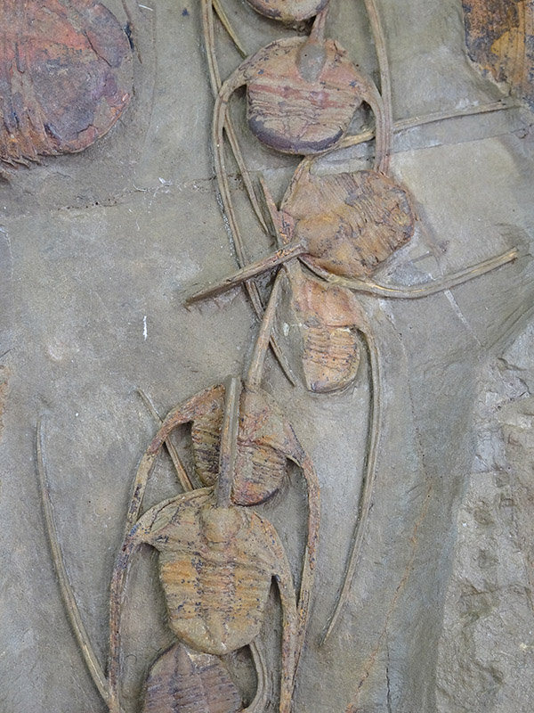 Amphyx priscus y Asaphellus aff. jujuanus - Imagen 6