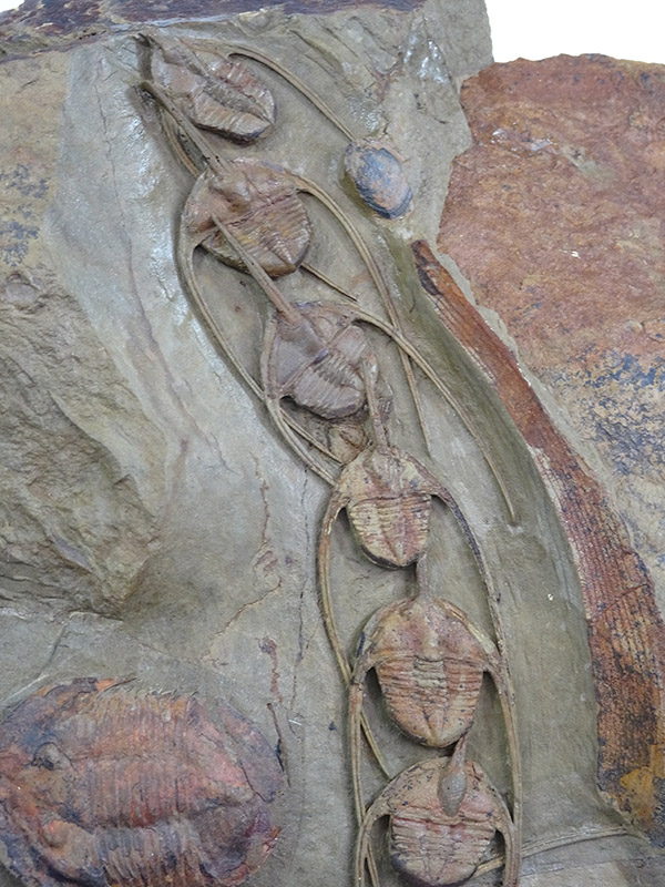 Amphyx priscus y Asaphellus aff. jujuanus - Imagen 7