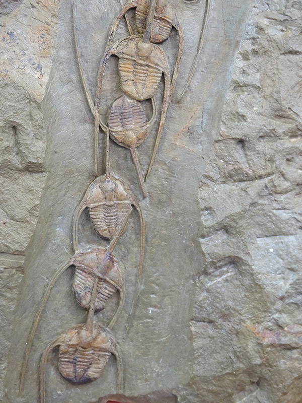 Amphyx priscus y Asaphellus aff. jujuanus - Imagen 8