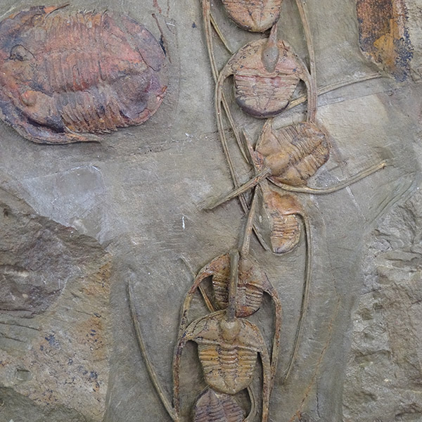 Amphyx priscus y Asaphellus aff. jujuanus - Imagen 10