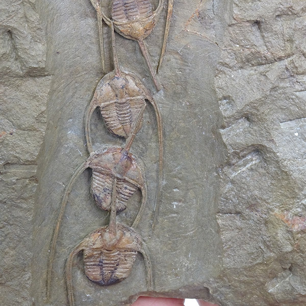 Amphyx priscus y Asaphellus aff. jujuanus - Imagen 11