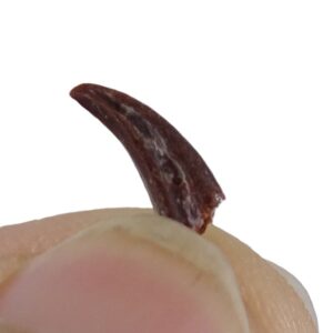 Garra de Pterosaurio VENDIDO