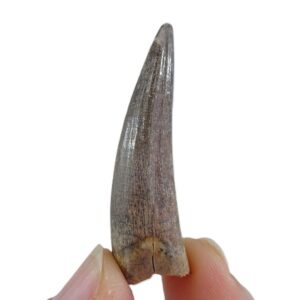 Stolokrosuchus lapparenti VENDIDO