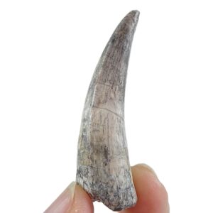 Stolokrosuchus lapparenti