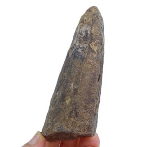 Archaeoconularia aff. consobrina