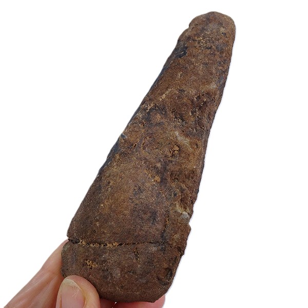 Archaeoconularia aff. consobrina - Imagen 2