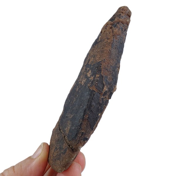 Archaeoconularia aff. consobrina - Imagen 3