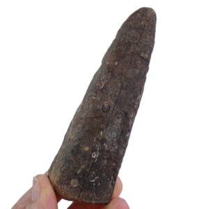 Archaeoconularia aff. consobrina VENDIDO