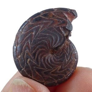 Discoclymenia cucullata