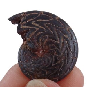 Discoclymenia cucullata