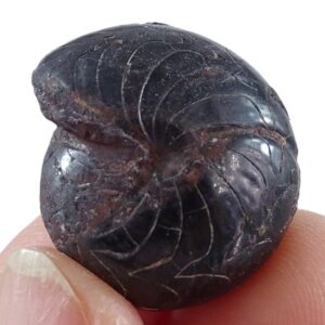 Prionoceras mrakibense