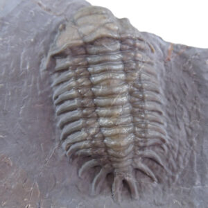 Crotalocephalus africanus