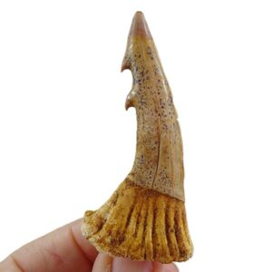 Onchopristis dunklei VENDIDO