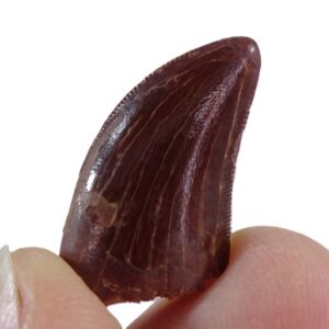 Carcharodontosaurus saharicus