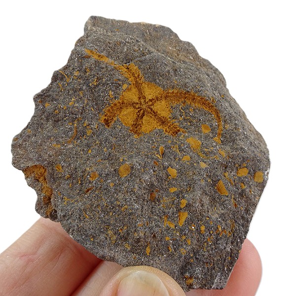 Ophiuroidea Protasteridae