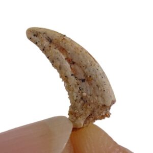 Garra de Pterosaurio