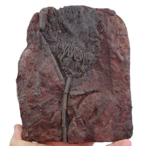 Scyphocrinites elegans