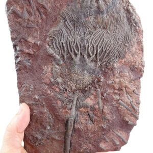 Scyphocrinites elegans