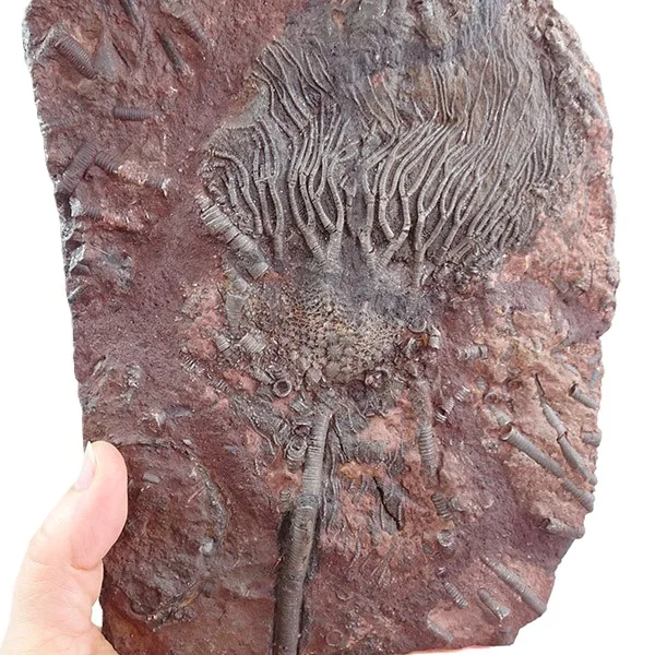 Scyphocrinites elegans VENDIDO