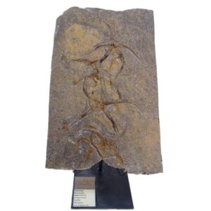 Ophiuroidea Protasteridae