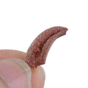 Garra de Pterosaurio