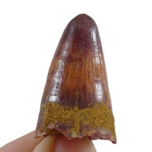 Elosuchus cherifiensis VENDIDO