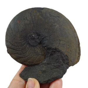 Achguigites tafilaltensis