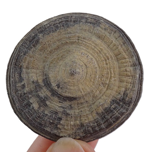 Pseudocunnolites sp. VENDIDO - Imagen 2