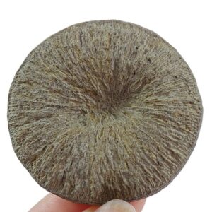 Pseudocunnolites sp. VENDIDO