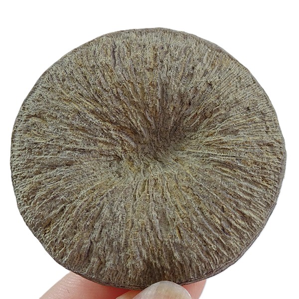 Pseudocunnolites sp. VENDIDO