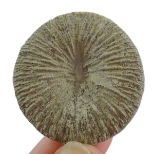 Pseudocunnolites sp. VENDIDO