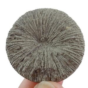 Pseudocunnolites sp.