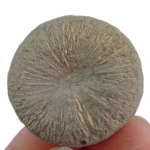 Pseudocunnolites sp.