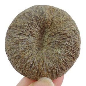 Pseudocunnolites sp. VENDIDO