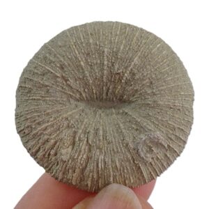 Pseudocunnolites sp.