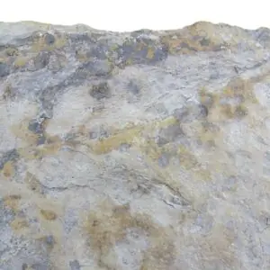 Huella de Coelophysis bauri