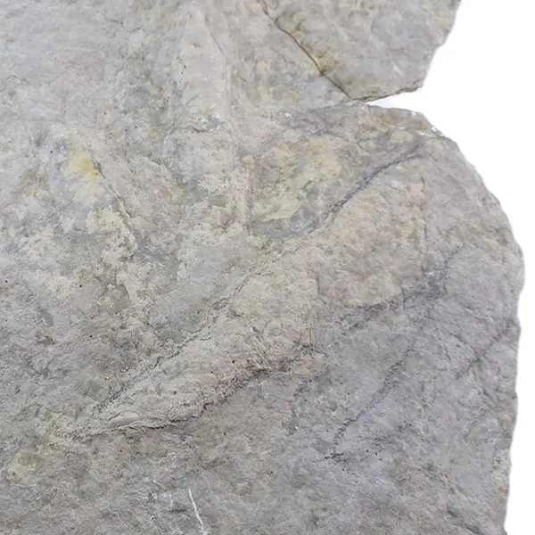 Huellas de Coelophysis bauri VENDIDO - Imagen 2