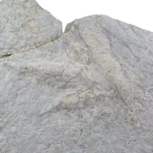 Huellas de Coelophysis bauri