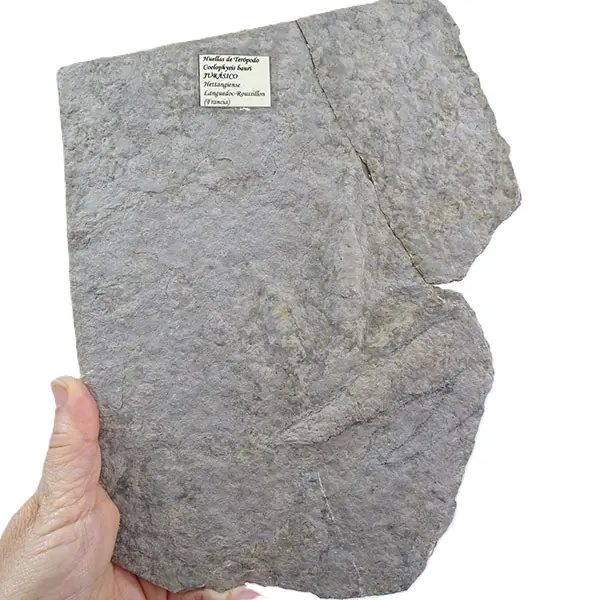 Huellas de Coelophysis bauri VENDIDO - Imagen 3