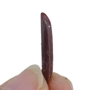 Rebbachisaurus garasbae